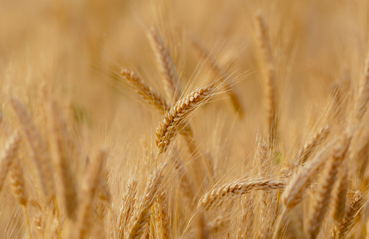 ¿Por qué nadie debería comer gluten?